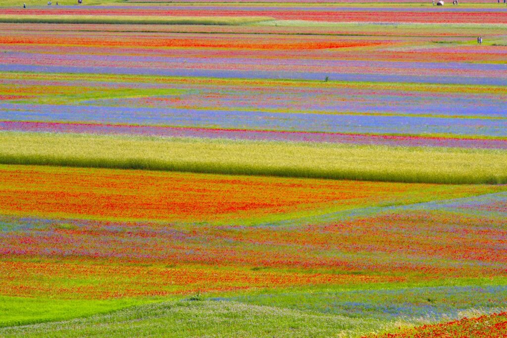 Coltivazione delle lenticchie a Castelluccio di Norcia